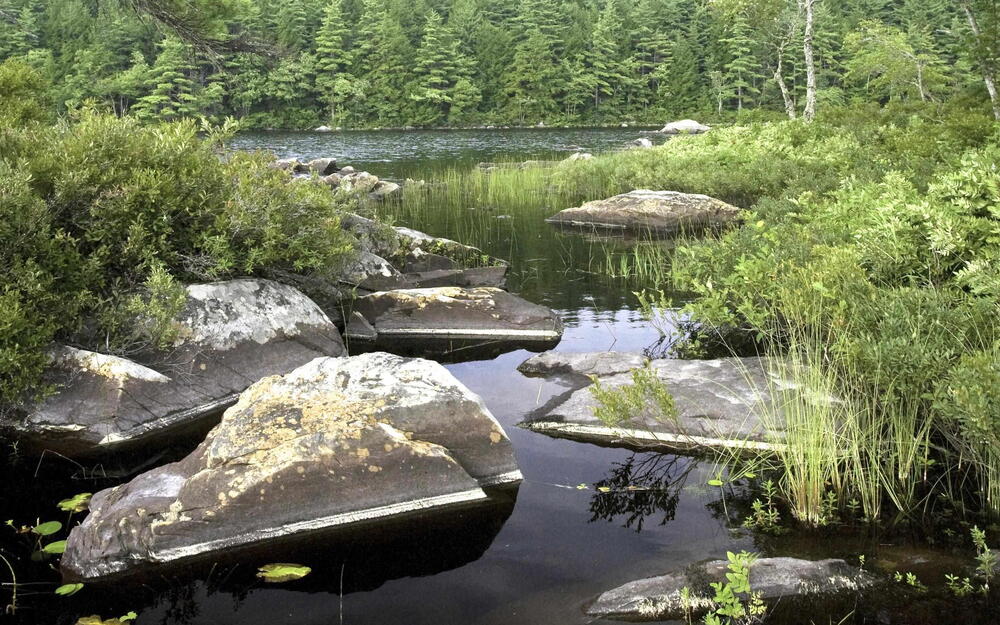 Exterior view of a forest view