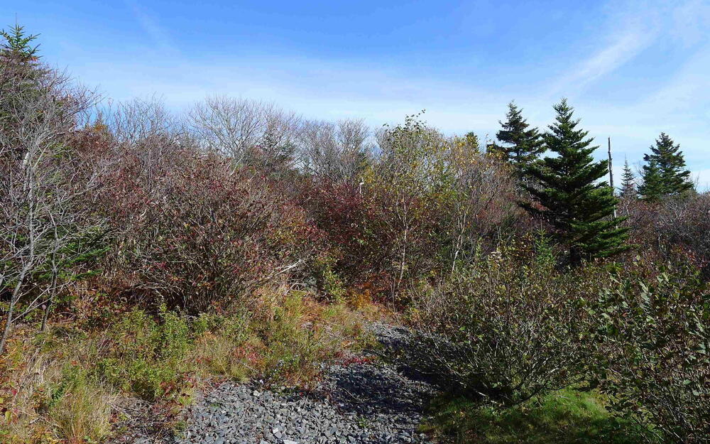 View of tree filled area