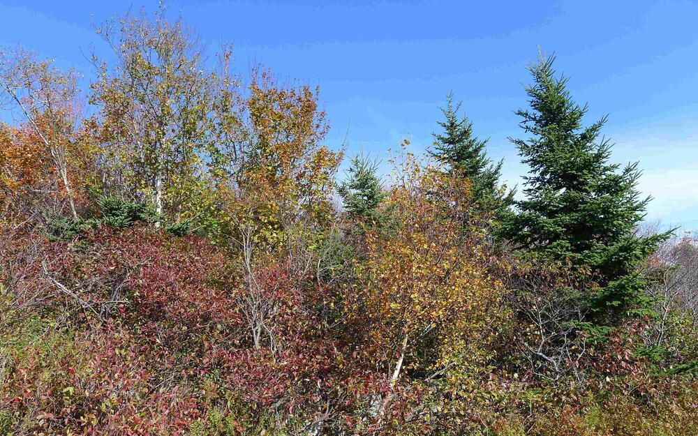 View of nature