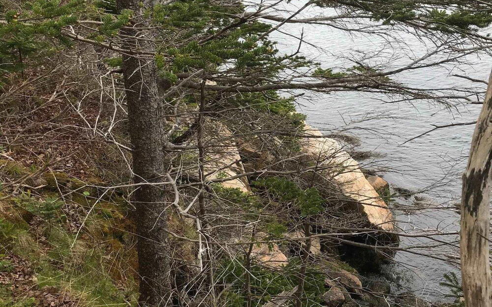 View of local wilderness