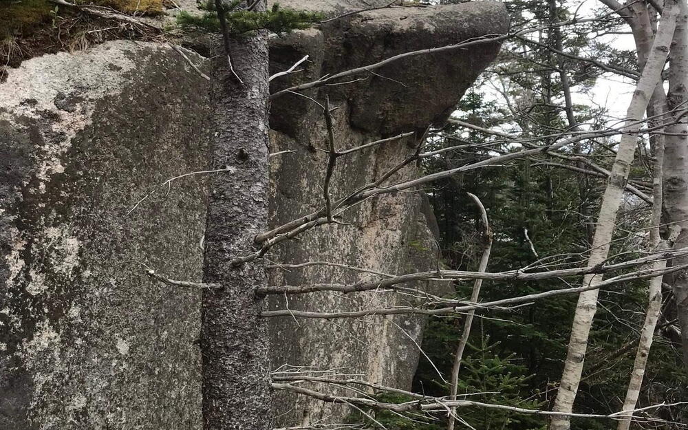 View of local wilderness