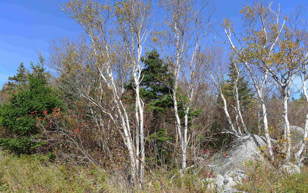 View of local wilderness